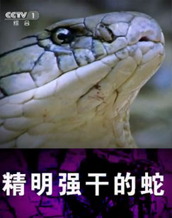 精明强干的蛇